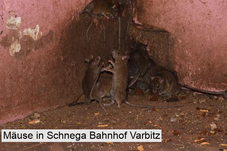 Mäuse in Schnega Bahnhof Varbitz